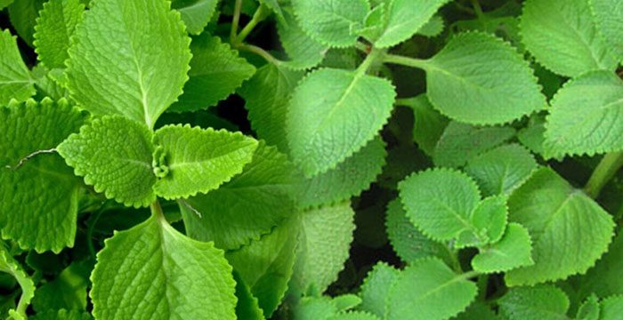 Rau húng chanh giúp cải thiện hơi thở có mùi khá tốt