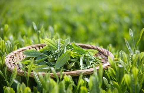 trị hôi miệng bằng các loại rau quả 3