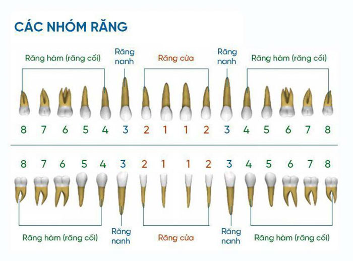 Số lượng chân răng khác nhau tùy vào vị trí răng