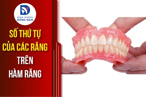 [CHIA SẺ] Số thứ tự của các răng trên hàm răng - Nha Khoa Đông Nam®