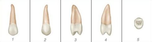 số thứ tự của các răng trên hàm răng 10