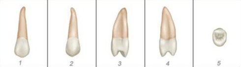 số thứ tự của các răng trên hàm răng 11