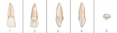 số thứ tự của các răng trên hàm răng 2