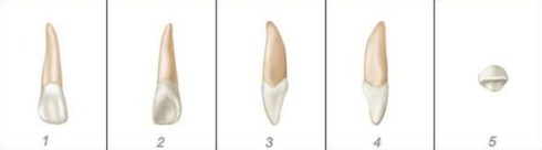 số thứ tự của các răng trên hàm răng 4