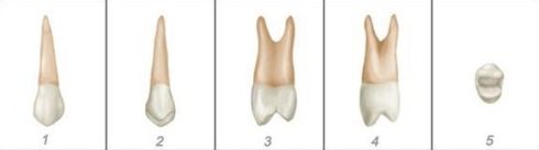 số thứ tự của các răng trên hàm răng 8