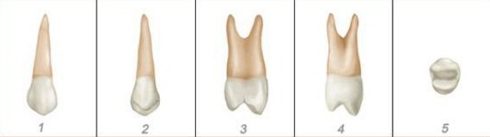 số thứ tự của các răng trên hàm răng 9