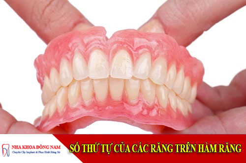số thứ tự của các răng trên hàm răng