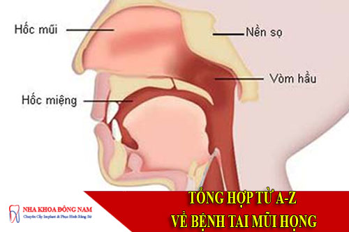 tổng hợp từ a-z về bệnh tai mũi họng