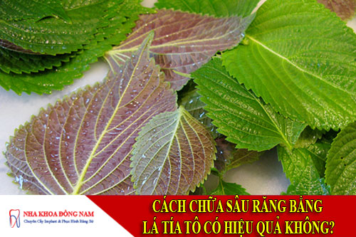 cách chữa sâu răng bằng lá tía tô có hiệu quả không