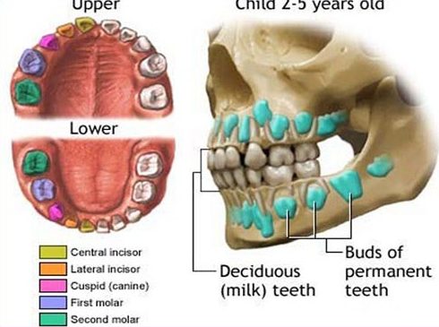 bảng giá nhổ răng sữa tại nha khoa đông nam 2