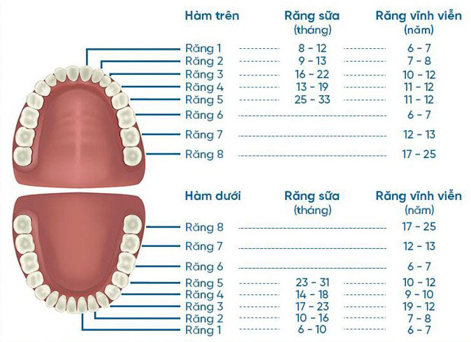 Răng số 6, răng số 7 chỉ mọc lên một lần duy nhất và không thay mới