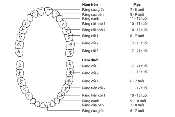 Thời gian mọc răng vĩnh viễn