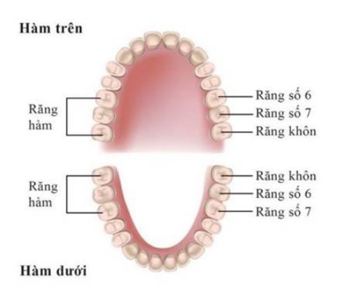 vị trí các răng hàm