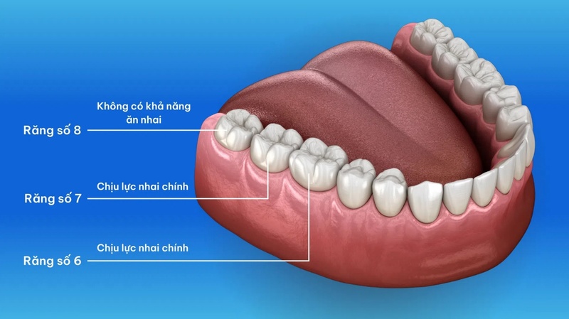 Răng hàm giữ vai trò chính trong ăn nhai