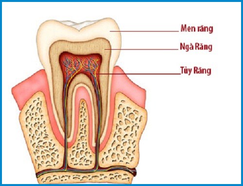 so sánh độ cứng của răng sứ với răng thật 1