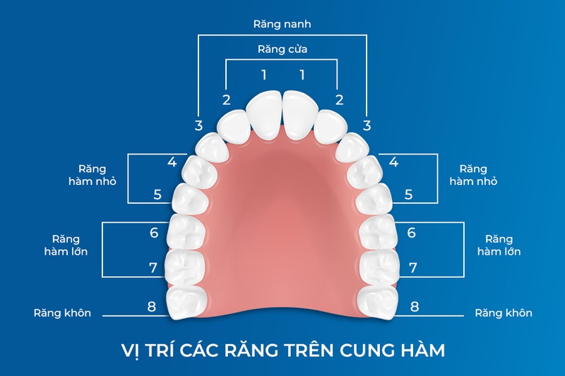 Răng hàm giữ vai trò ăn nhai chính trên cung hàm