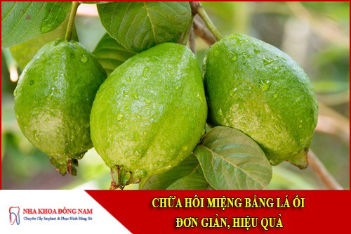 cách chữa hôi miệng bằng lá ổi