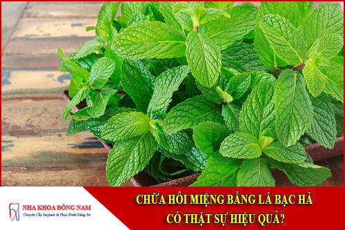 chữa hôi miệng bằng lá bạc hà có thật sự hiệu quả 1