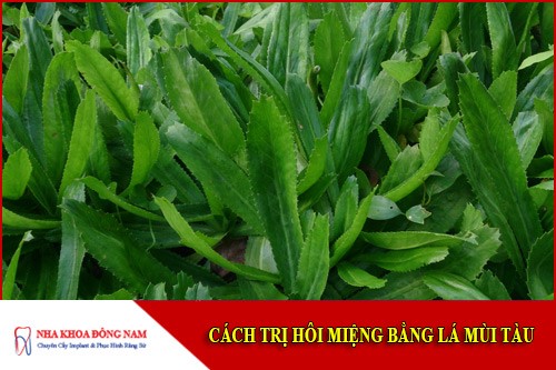 trị hôi miệng bằng lá mùi tàu