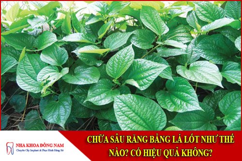 chữa sâu răng bằng lá lốt như thế nào