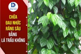 mẹo chữa đau nhức răng sâu bằng lá trầu không