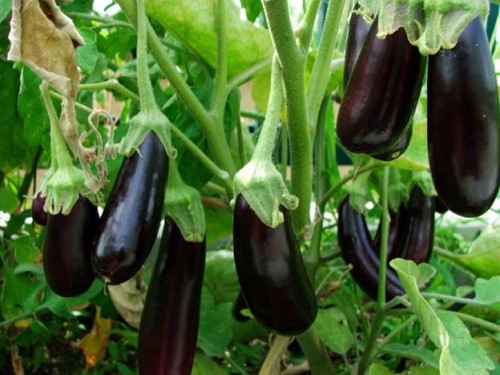 chữa nhiệt miệng với cà tím