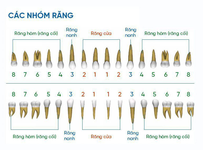 Răng cấm là những chiếc răng nằm ở vị trí số 6 và số 7