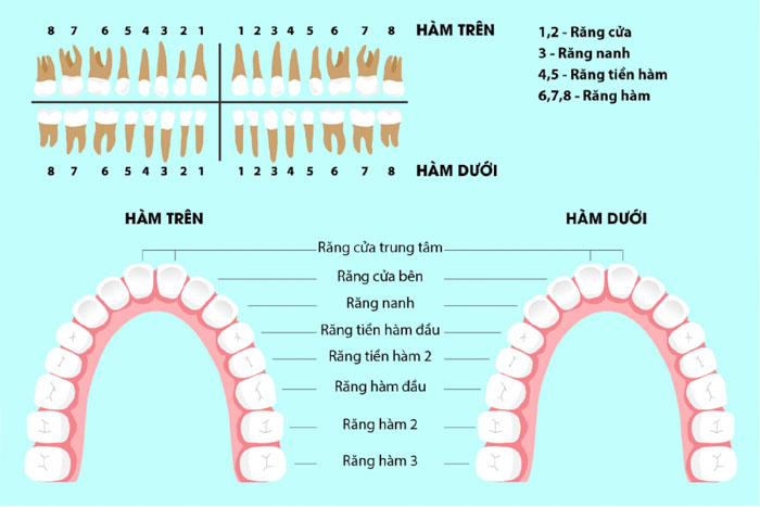 Sơ đồ minh họa vị trí của các răng hàm nhai