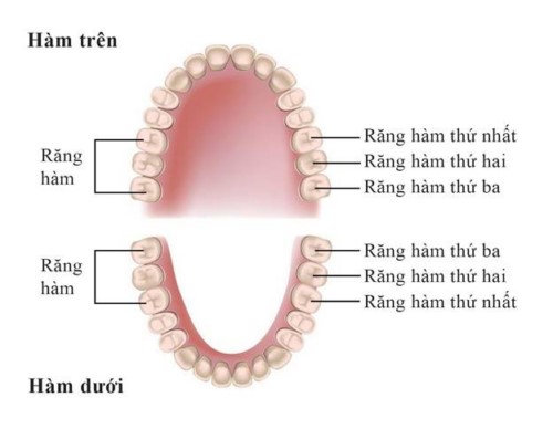 vị trí răng hàm