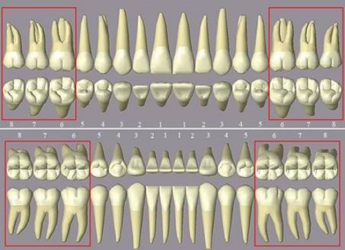vị trí răng hàm