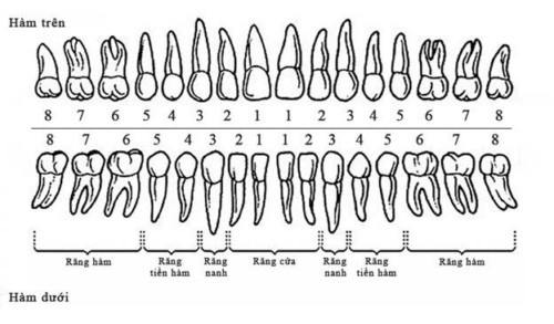 vị trí răng hàm trên cung răng