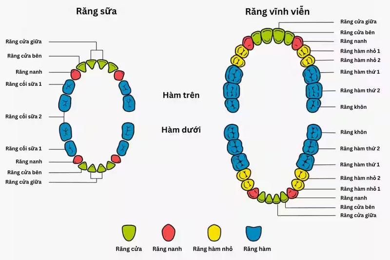 Răng hàm đóng vài trò ăn nhai quan trọng