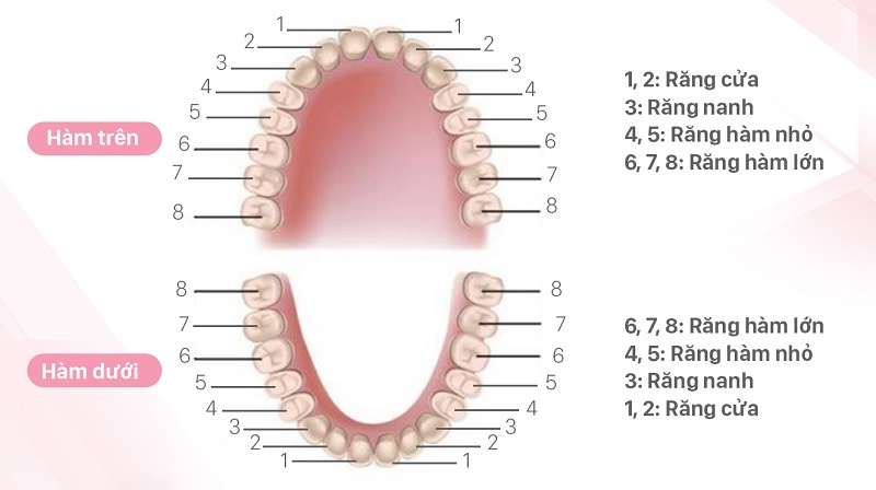 Răng hàm là những chiếc răng nằm ở vị trí sâu bên trong cung hàm