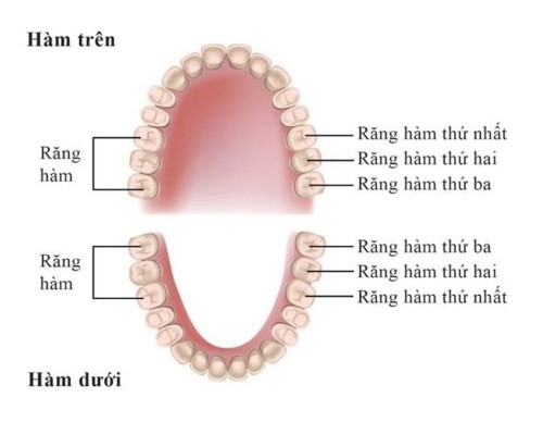 vị trí các răng hàm