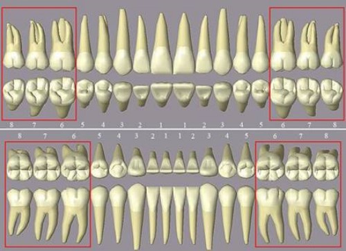 vị trí của các răng trên cung hàm