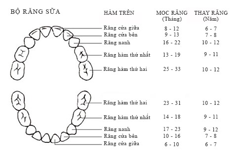 quá trình mọc và thay răng