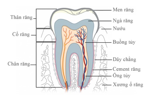 cấu tạo của răng nhai