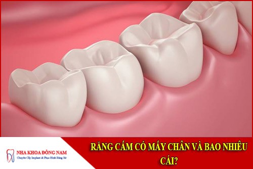 Răng cấm có mấy chân và bao nhiêu cái?
