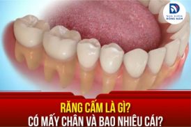 Răng cấm là gì? Có mấy chân và bao nhiêu cái?