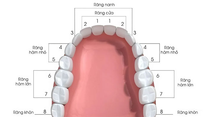 Răng cấm là răng số 6 và số 7 trên cung hàm