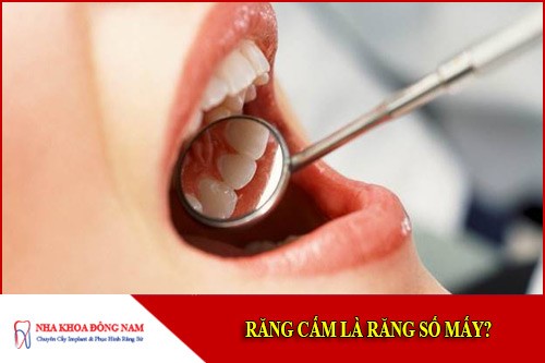 Răng cấm là răng số mấy