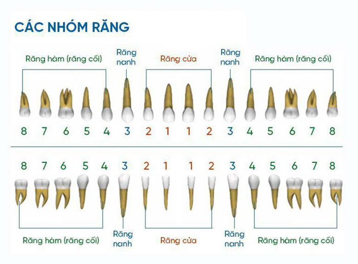 Răng cấm thường có 2 – 3 chân