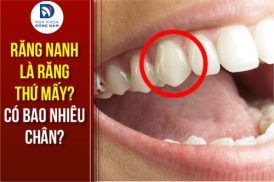 Răng nanh là răng thứ mấy? Có bao nhiêu chân?