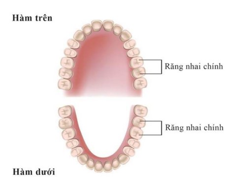 vị trí răng nhai trên cung hàm