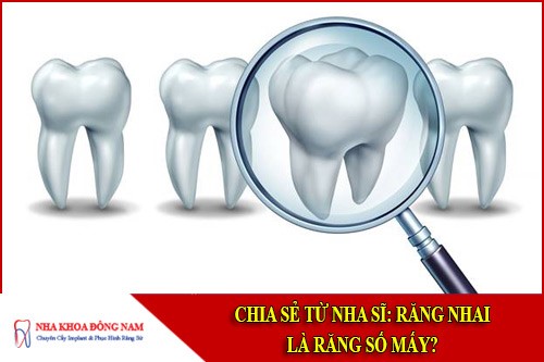 Răng nhai là răng số mấy