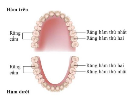 vị trí các răng cấm