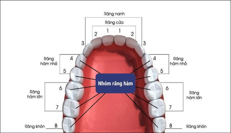 Răng cấm là các răng hàm lớn chịu lực nhai chính