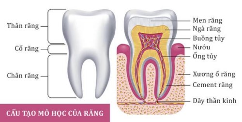 cấu tạo của răng
