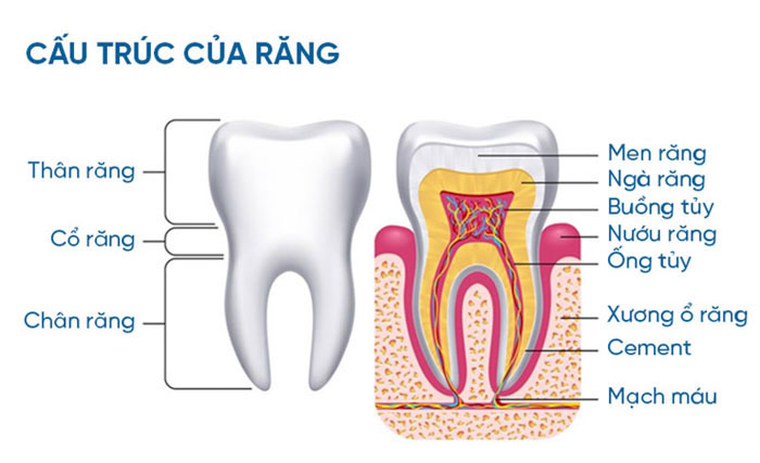 Cấu tạo của răng bao gồm nhiều phần