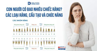 Con người có bao nhiêu chiếc răng? Các loại răng, cấu tạo và chức năng